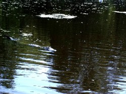 Thumbs/tn_8-2-02 Cypress Swamp Tour 26.jpg